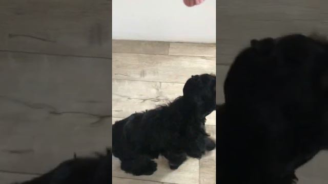 Малышка Бонни Блу 🖤 Девочка свободна