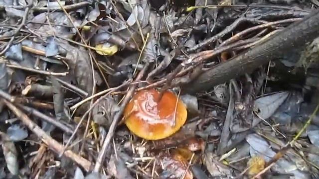 Грибы на рождество- "киевляне в глухомани"
