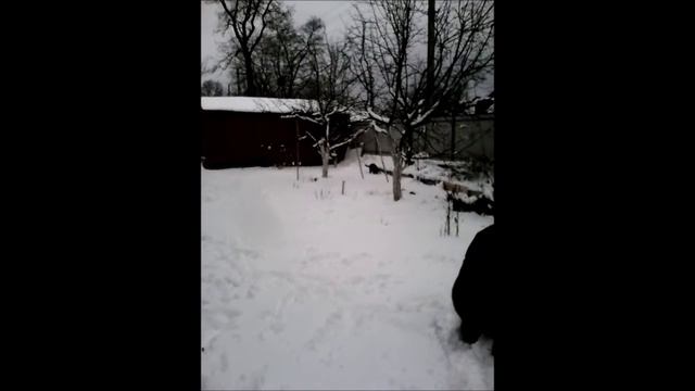 щенок ризеншнауцер