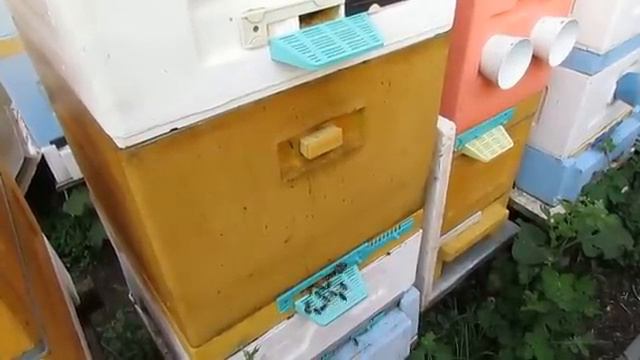 маточники или маточник у пчел в мае, что делать в такой ситуации - часть 3