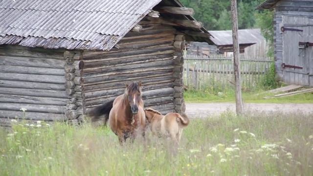 Усть Цильма   Это вся наша компанья весела