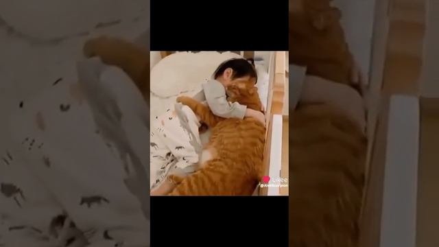 пушистый охранник