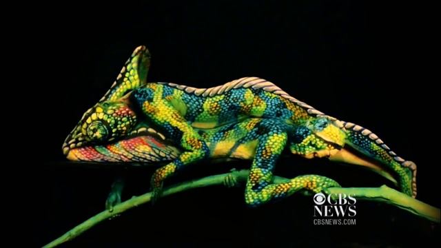 Body paint artist turns humans into frogs, chameleons