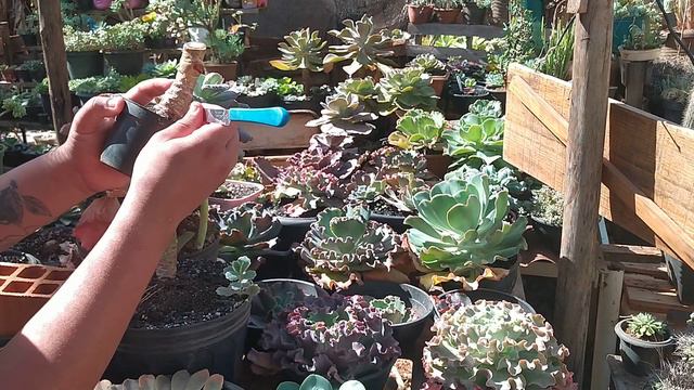 Como fazer a decapitação da Echeveria línguas? técnica valiosa o meu segredo de enraizar rápido!