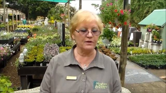 Nursery Show - Bonsai Care