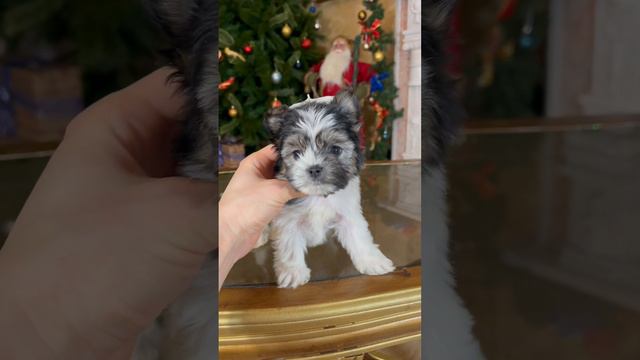 Девочка Бивер Йорк ищет семью ❤️#щенок #собака #бивер #биверйорк