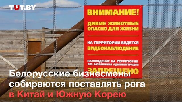 Минчане решили зарабатывать на оленях: рога пойдут на продажу в Китай и Корею