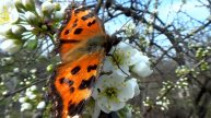 Бабочки на цветущей сливе