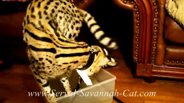 African Serval Cat Fishing, F1 Savannah Kittens For Sale Sire Serval Cat