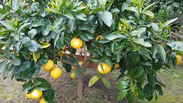 My Time Tested Garden Tip For Growing Tropical Fruit 😉