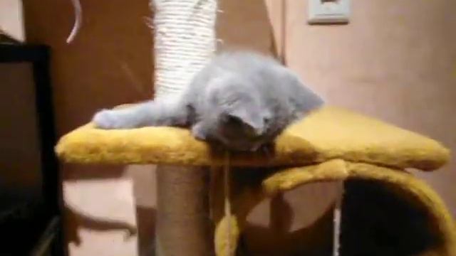 Играются котята