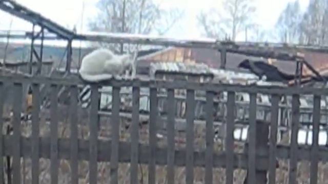 Ворона атакует кота
