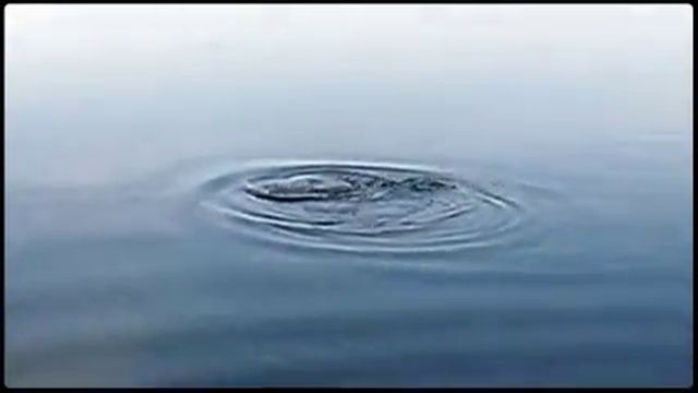 леськи короп на кукурузу  (Created with Magisto)