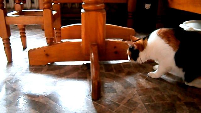 Cat vs Mouse ( Кошка играет с мышью )