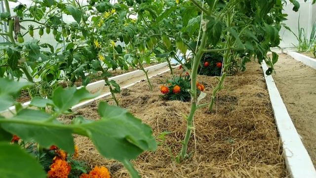 Мульча: мои аргументы что дает мульчирование скошенной травой