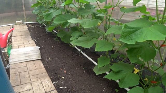 ВЕЧНЫЙ КАПЕЛЬНЫЙ ПОЛИВ. ДВАДЦАТЬ ДНЕЙ СПУСТЯ. ВСЕ ПЛЮСЫ И МИНУСЫ.