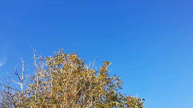 гон голубей,риск потерять замечательных летунов.