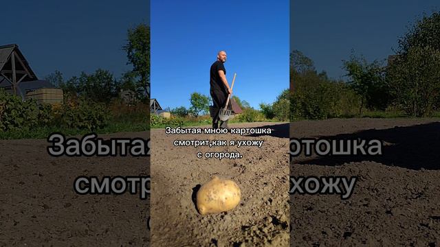 Забытая картошка 🥔