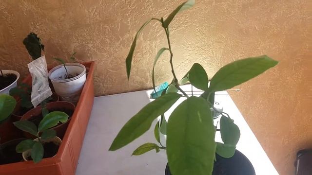 Лимон мейера новые ветки
