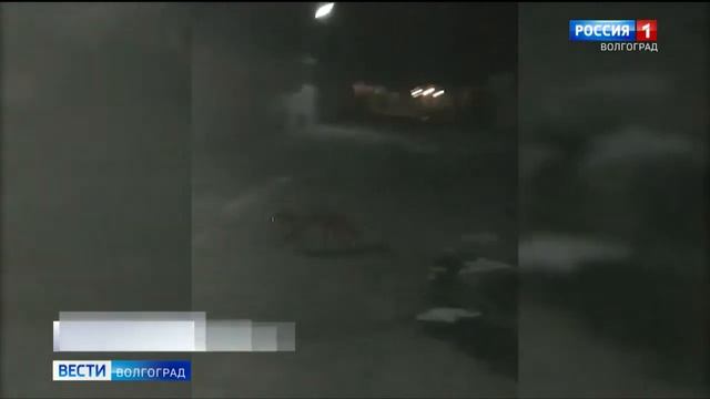 Жители Волгограда все чаще встречают лис