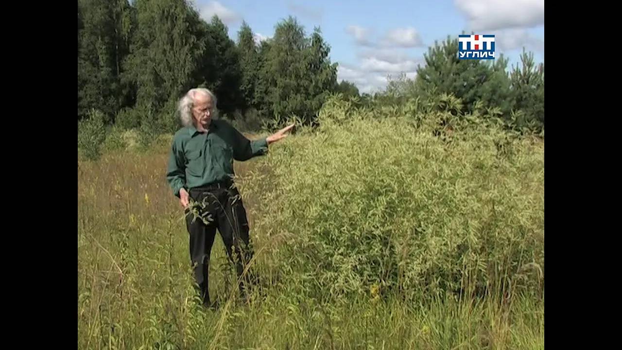 Наедине с природой. Гречишник альпийский | 2009