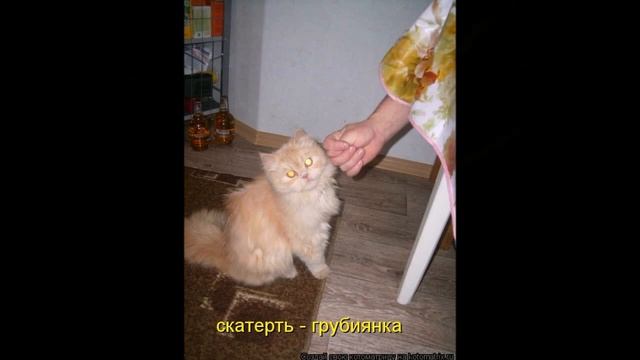 Смешные картинки про кошек и котят Выпуск №38  FUNNY CATS СМЕШНЫЕ КОШКИ