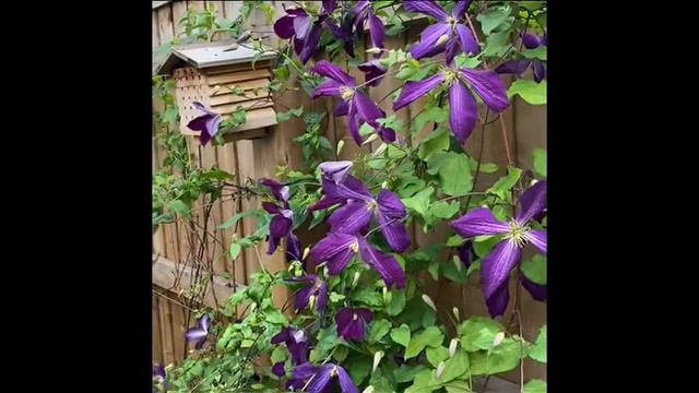 Purple Clematis