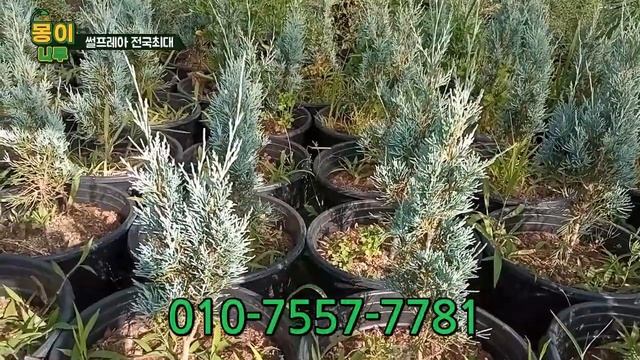위치타블루  실사  Juniperus scopulorum 'Wichita Blue'