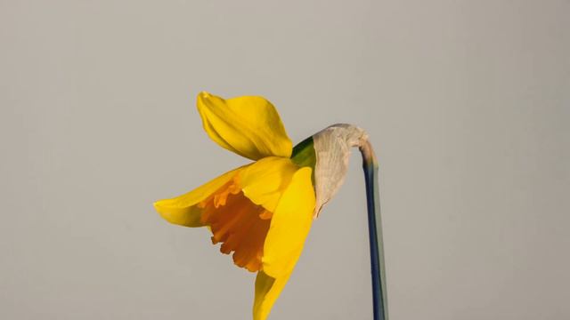 Timelapse#2 daffodil opening/откритье нарциса