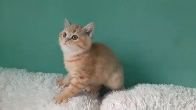 Scottish Straight (шотландский прямоухий)
