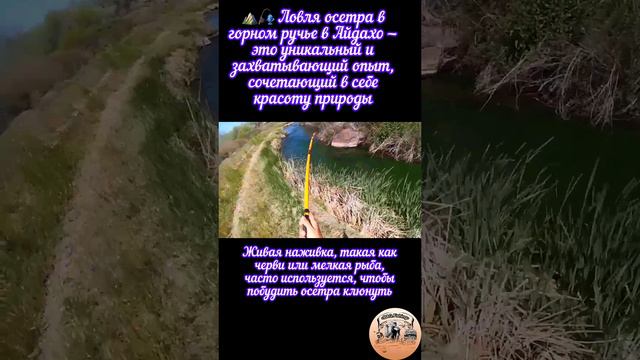 ⛰🎣 Ловля осетра в горном ручье в Айдахо — это уникальный и захватывающий опыт