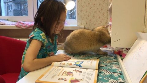 Котенок Мартин делает уроки