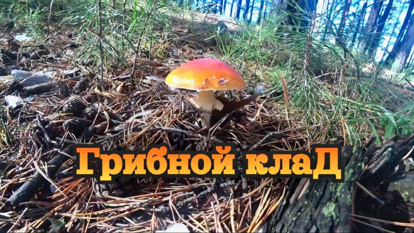Не грибник ищет клад