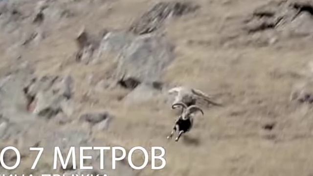 Ирбис. Факты о Снежных Барсах