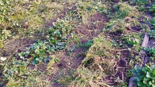 Срочно собрала морковку и свеклу/довольна урожаем/планы на весну./#деревенскоесело