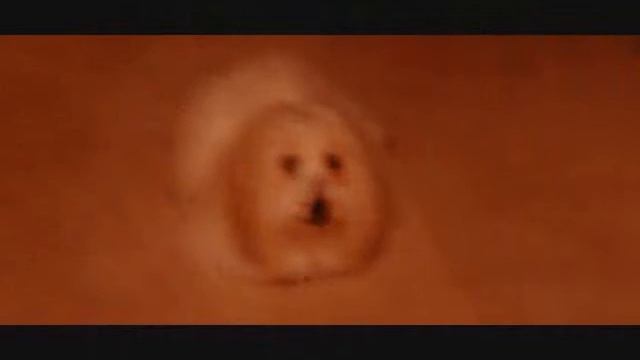 COTON de TULEAR MY SWEET COTTON