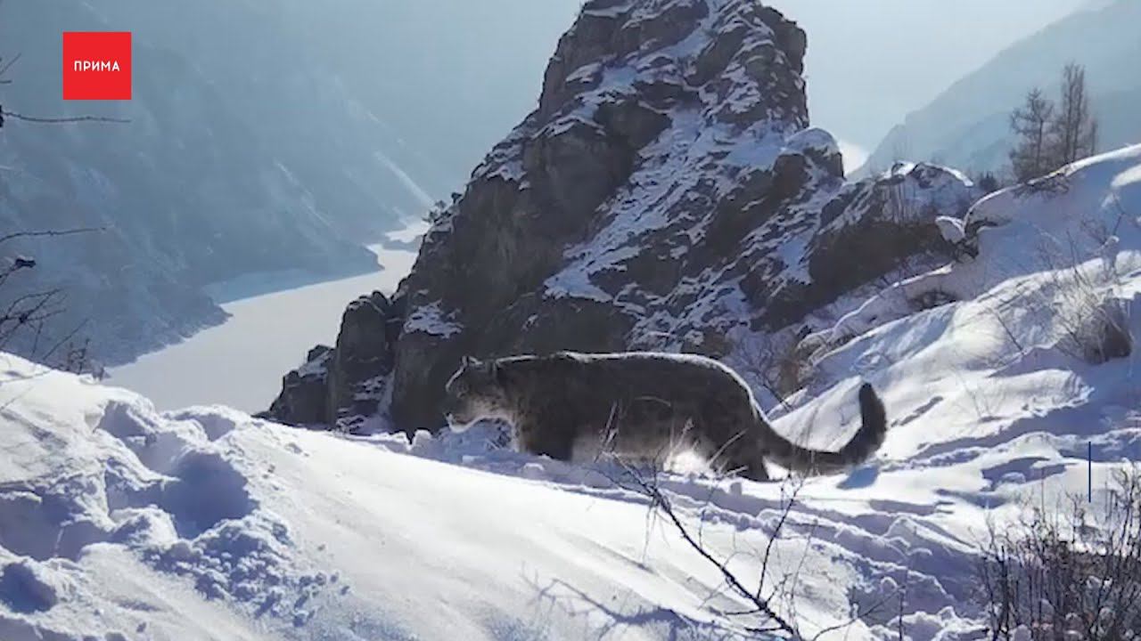 Семья снежных барсов попала в фотоловушку