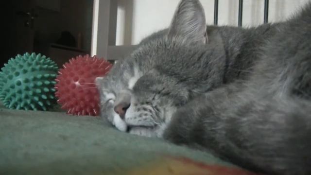 Кот квакает во сне