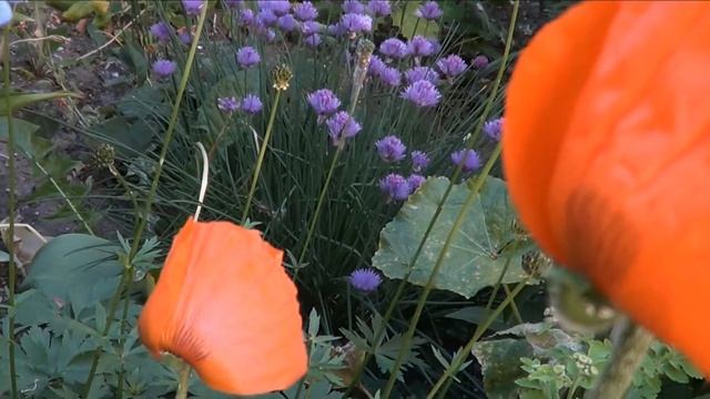 Relax, nature, music for soul 72