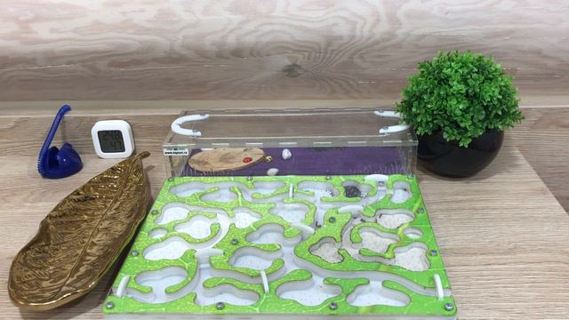 09-08-2024 спустя ~1 месяц 🐜🎨