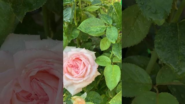 Красивая роза «Мириам».