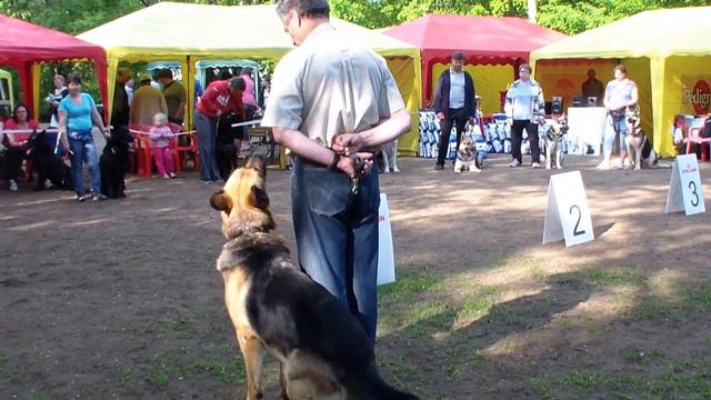 Больше статей и видео на allbestdog.ru
