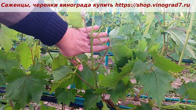 ГФ винограда Казанова- по два соцветья на лозе и есть из чего выбрать , без урожая не останемся.