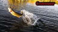 Вот это щука клюнула на спиннинг!Ловля щуки в октябре 2020.