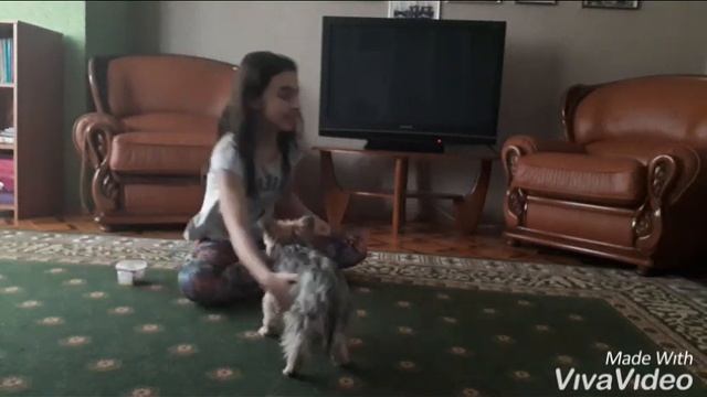 Дрессируем собаку : команда 