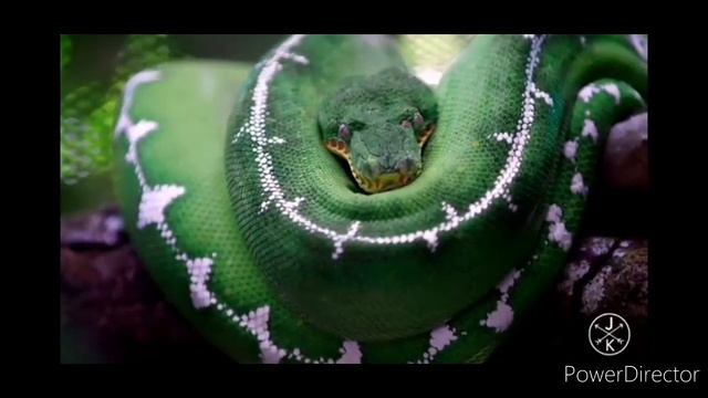 Коста Рика Эмиграция без Визы ??