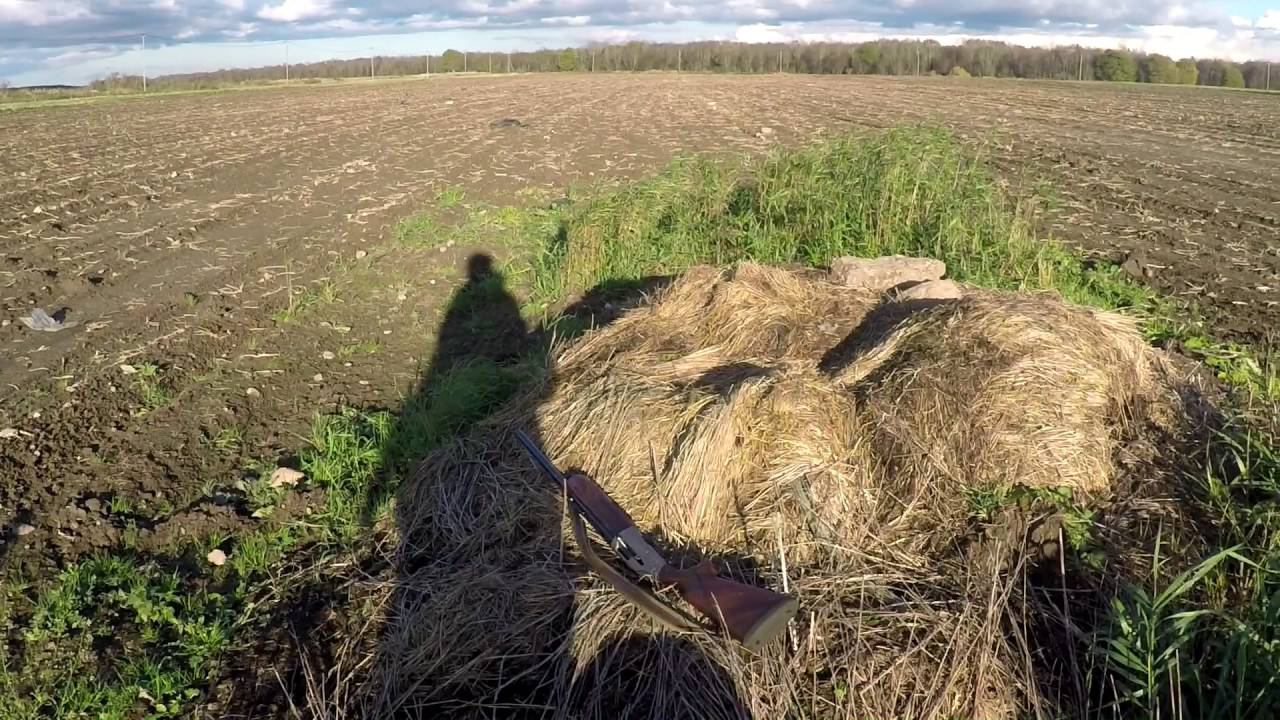 Выезд на гуся в ООУ Ленинградской области.