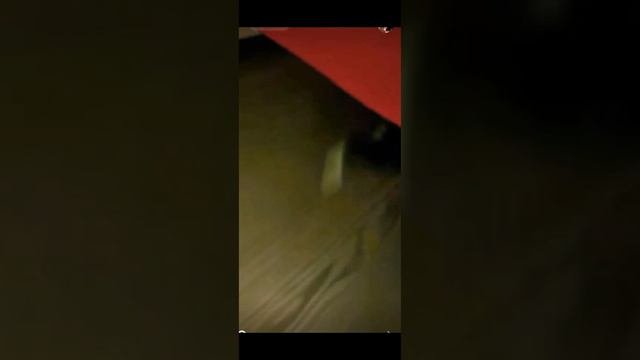 Кошка Киса спрашивает Что надо!?😼💗
