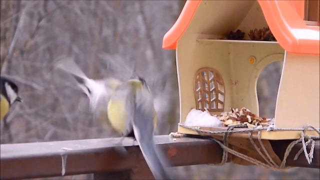 Ptaki Polski. Restauracja dla ptaków w zimie. Птицы Польши. Ресторан для птиц зимой.