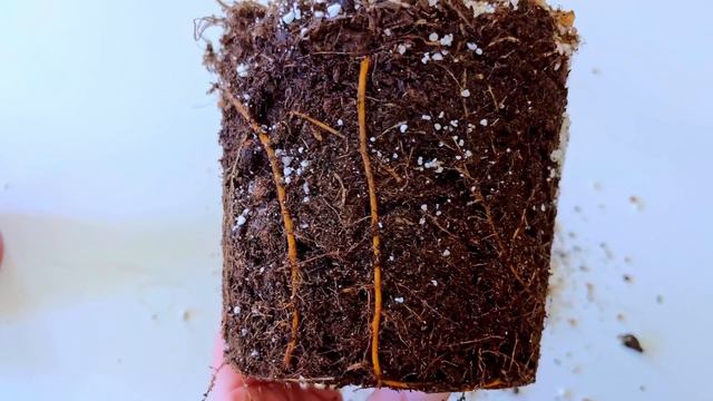 The Shocking TRUTH About Root Rot Most People Get Wrong